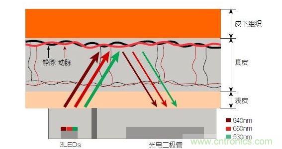 反射光脈搏測(cè)量原理。傳感器發(fā)出的光透過(guò)皮膚和組織，一部分被吸收，一部分被反射回檢測(cè)器。因?yàn)閯?dòng)脈中的血流量隨心臟的每次跳動(dòng)會(huì)有所變化，因此光線被吸收的量以及檢測(cè)器收到的信號(hào)強(qiáng)度也會(huì)隨之發(fā)生改變。綠光可以在手腕處提供最佳結(jié)果，而紅光和紅外光一般用于手指測(cè)量。 8