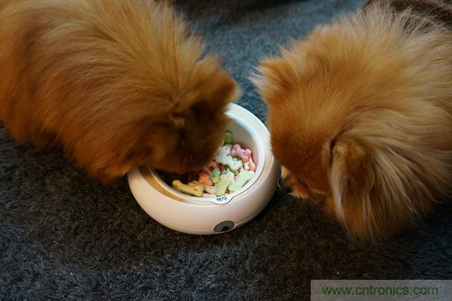 科學(xué)喂養(yǎng)從狗娃做起&mdash;&mdash;逗愛乖乖碗測試