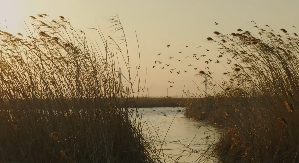 世界濕地日：海康威視攜手一個地球自然基金會，在上海守護(hù)這個重要“驛站”
